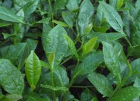 番茄潛葉蛾最佳防治方法？
