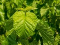 夏天養(yǎng)蠶桑葉一會(huì)就干了怎么辦？
