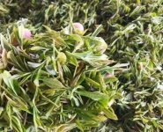 臨沂特產(chǎn)送人必買(mǎi)清單？