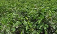 2024年4月茶樹最新詳情：茶樹過度種植、供過于求