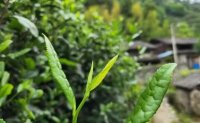 4月19日最新咨詢：“七安紅”春茶開始采收，新